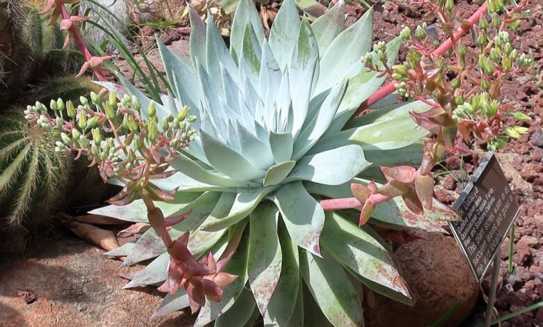 Dudleya